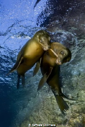 a couple of sealions playing with a piece of wood by Raffaele Livornese 